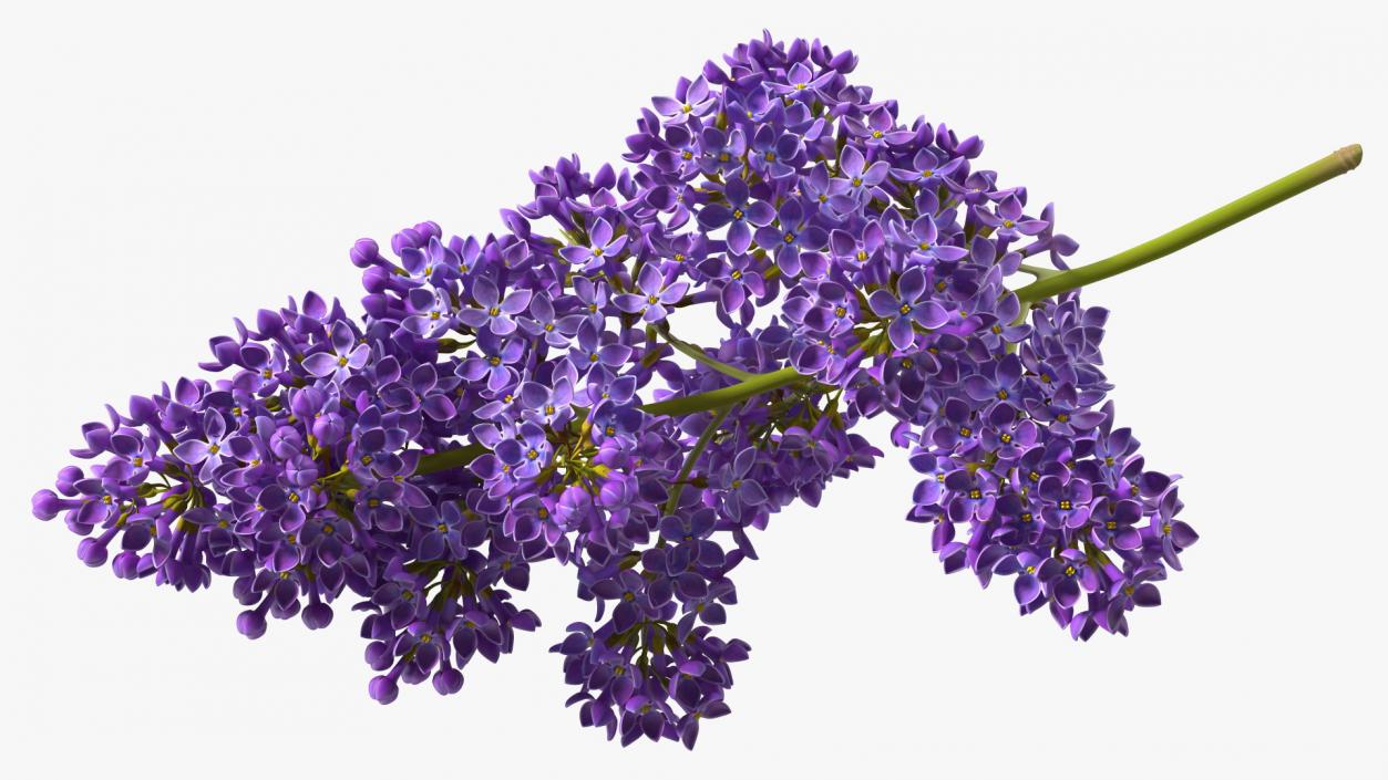 Purple Lilac Branch 3D model