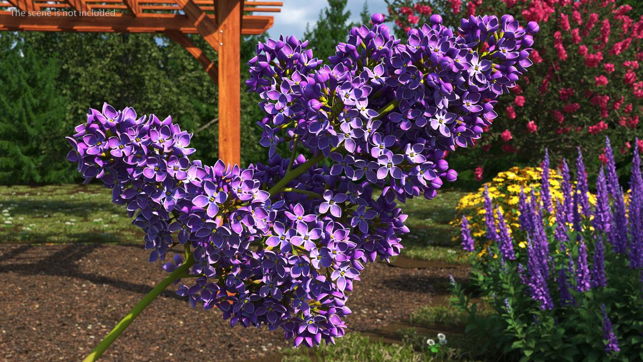 Purple Lilac Branch 3D model