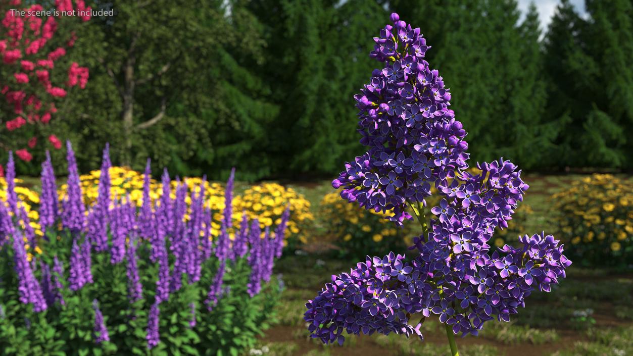 Purple Lilac Branch 3D model