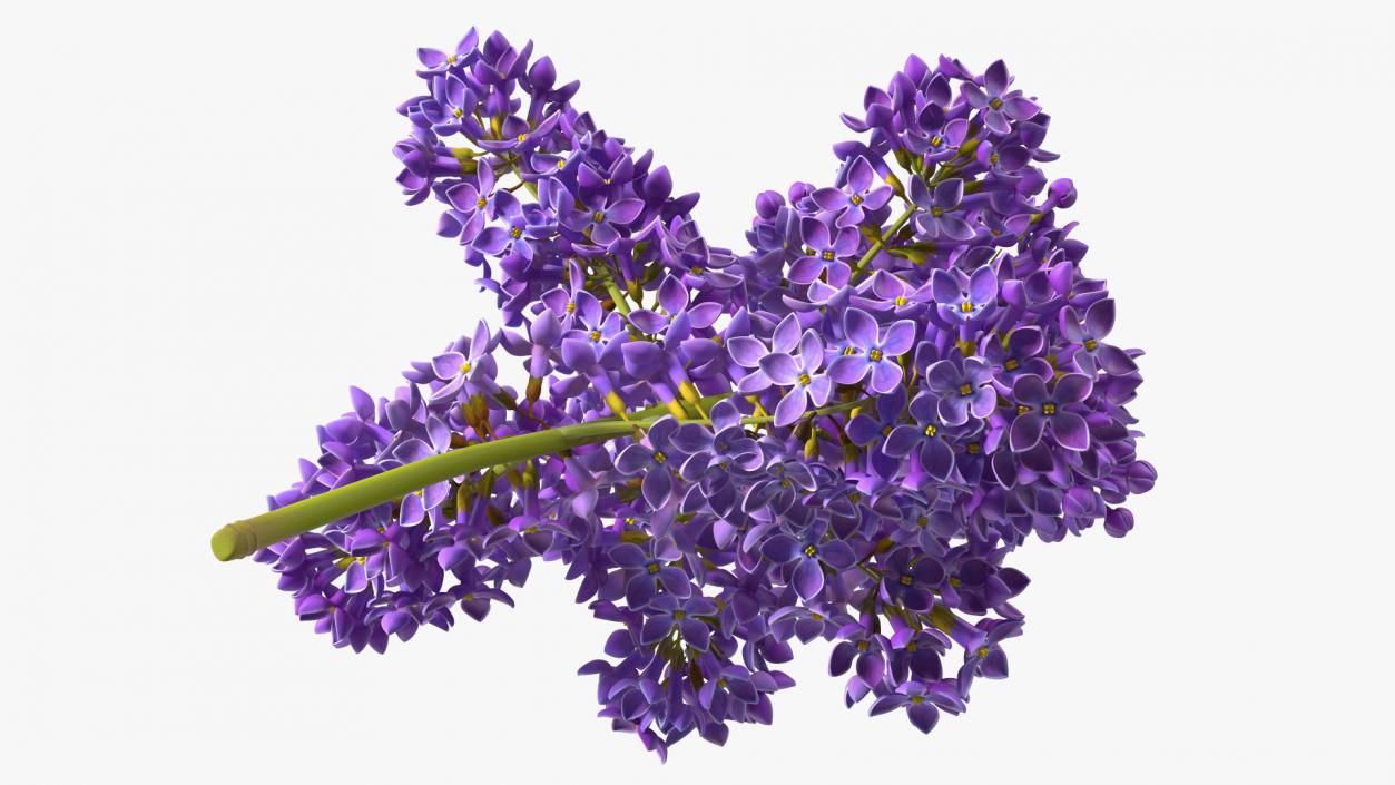 Purple Lilac Branch 3D model