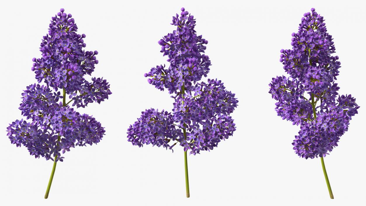 Purple Lilac Branch 3D model