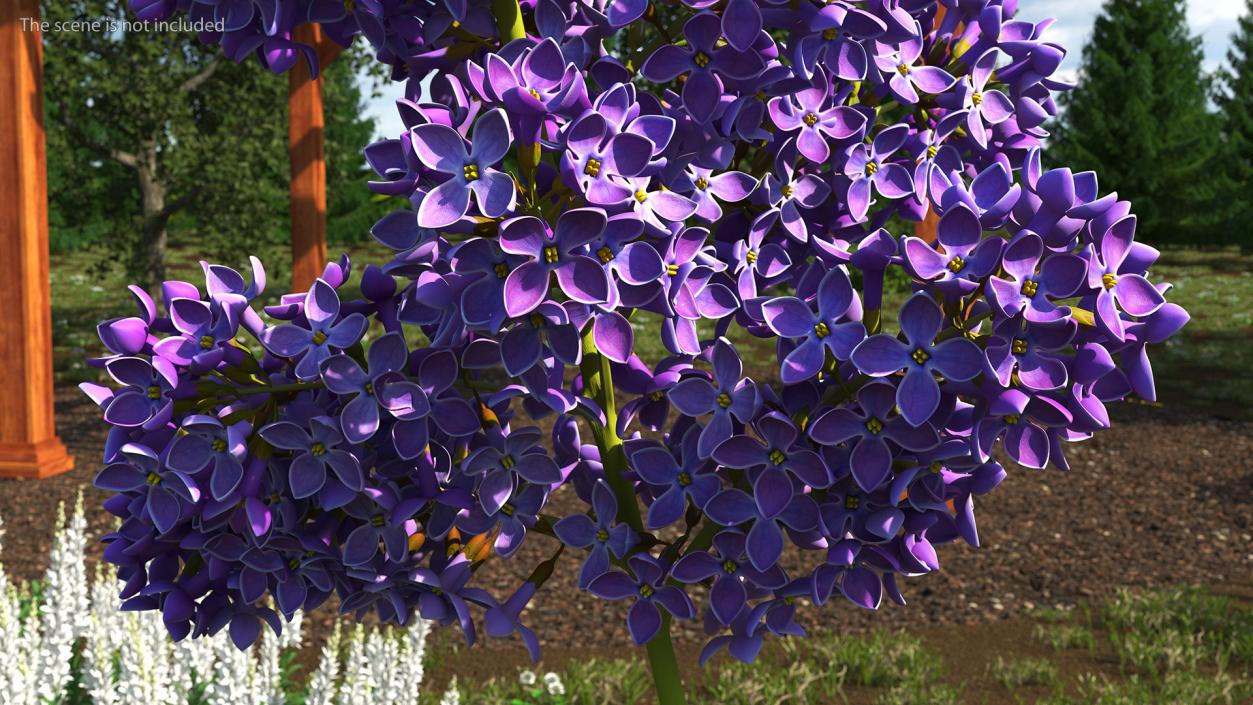 Purple Lilac Branch 3D model