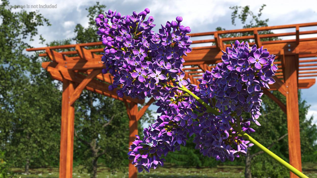 Purple Lilac Branch 3D model