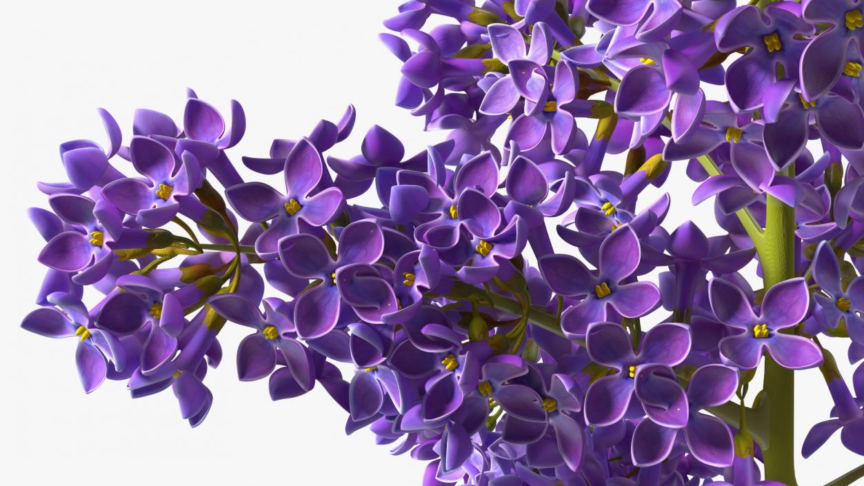 Purple Lilac Branch 3D model