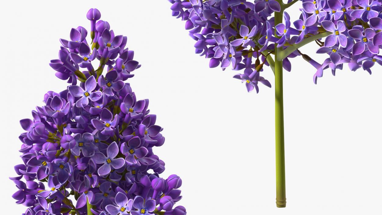 Purple Lilac Branch 3D model