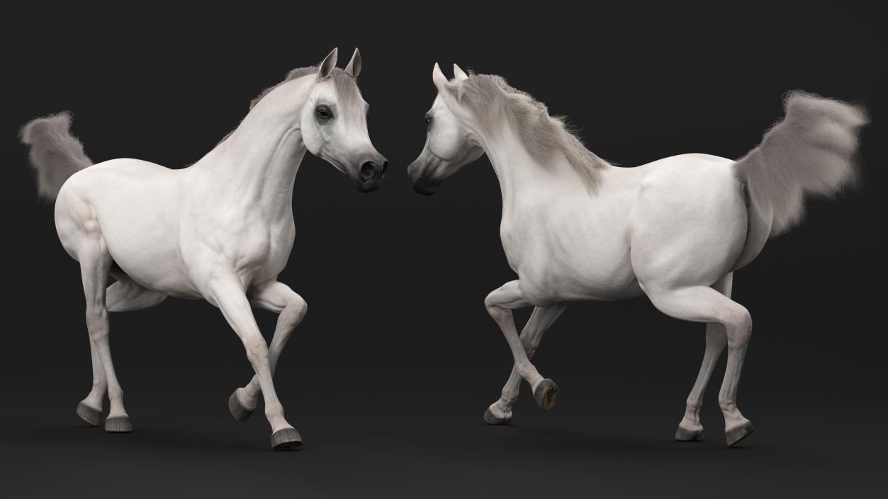 3D Galloping Arabian Horse White Fur model