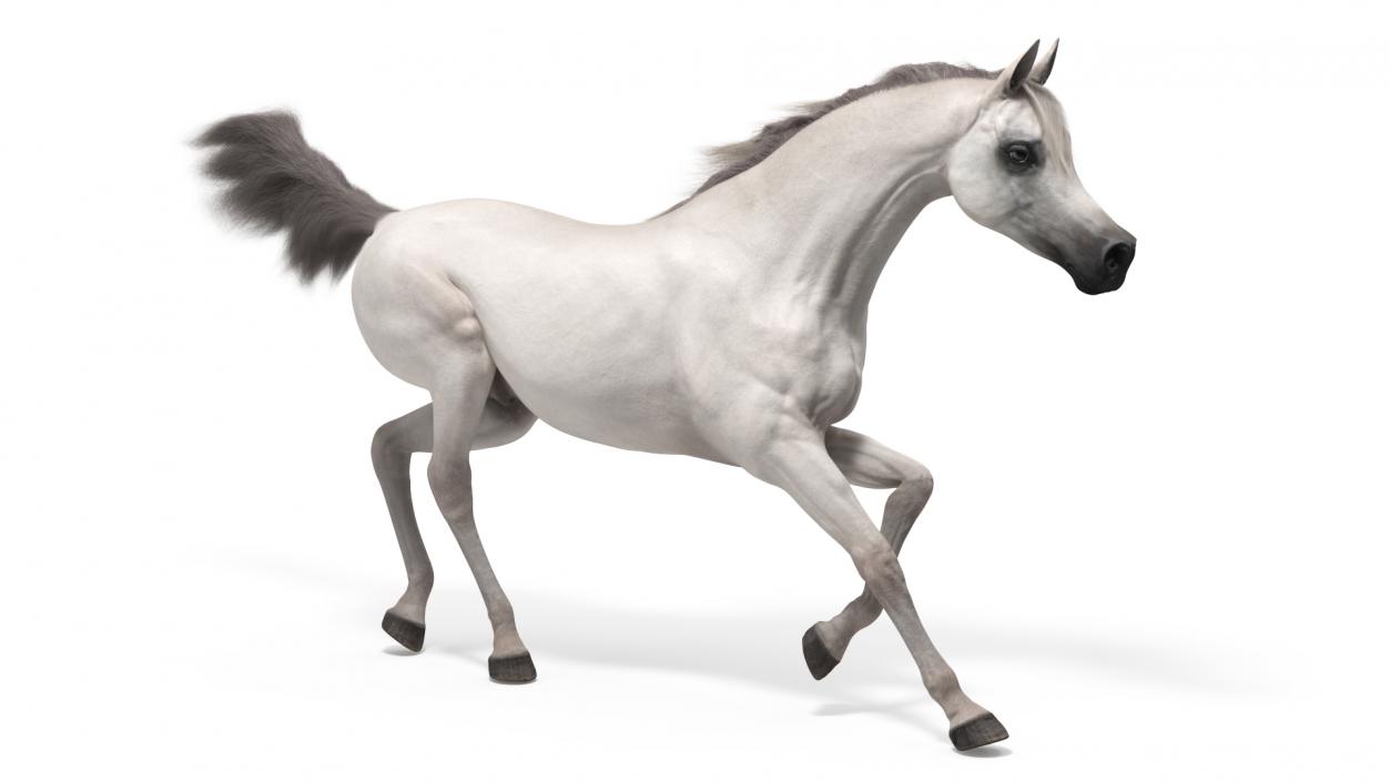 3D Galloping Arabian Horse White Fur model