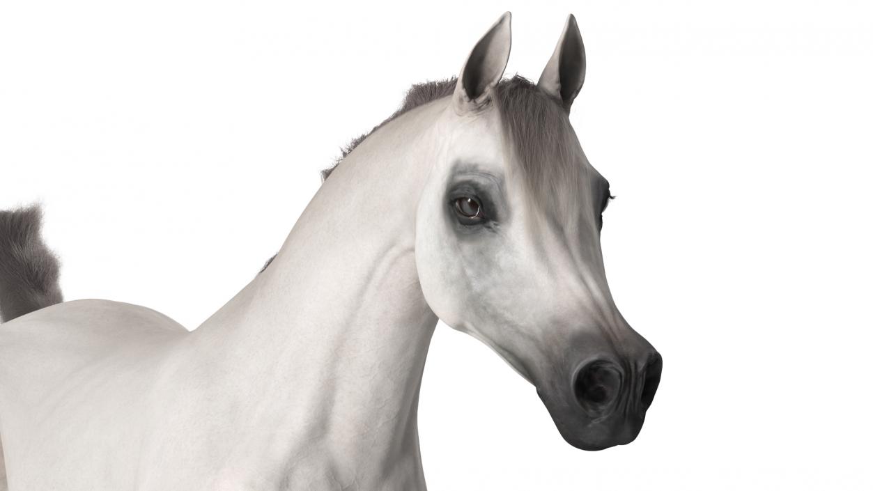 3D Galloping Arabian Horse White Fur model