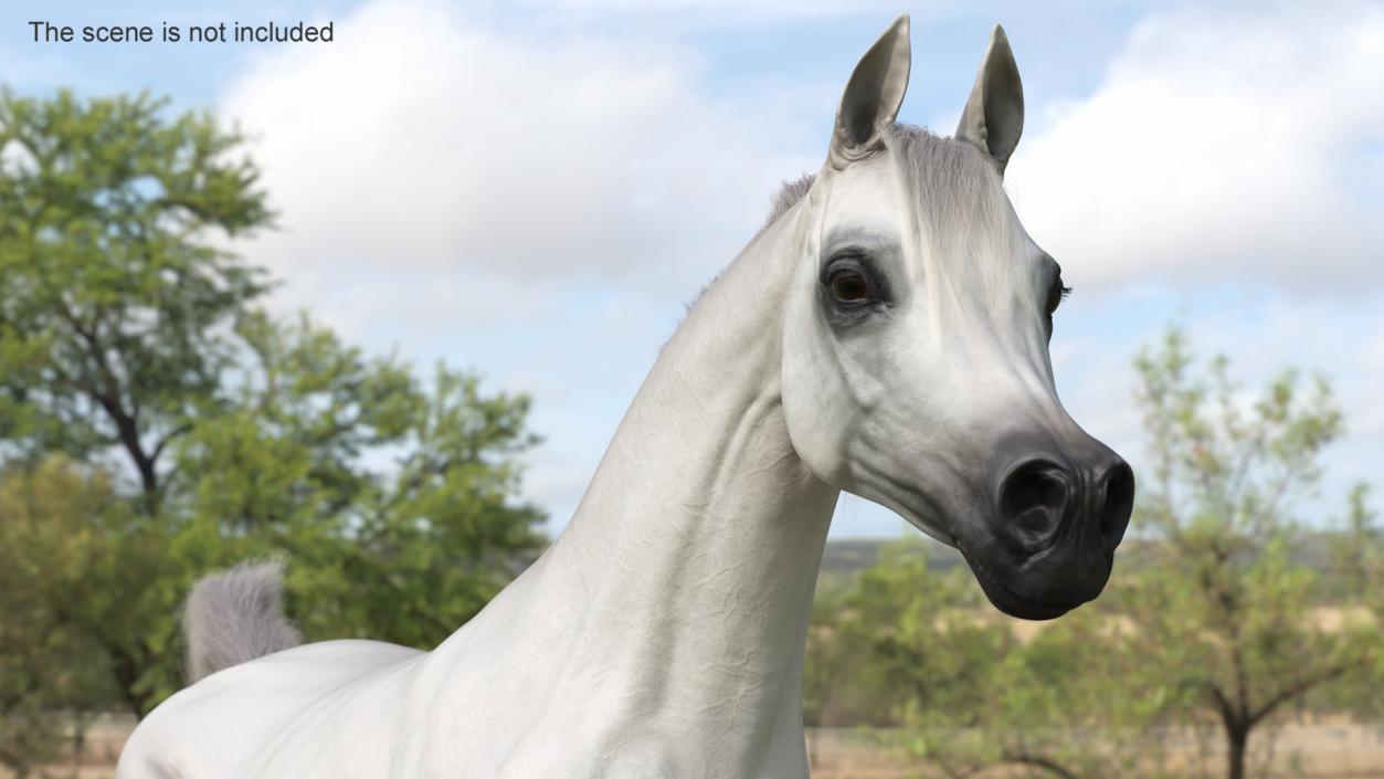 3D Galloping Arabian Horse White Fur model