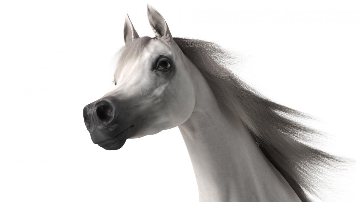 3D Galloping Arabian Horse White Fur model