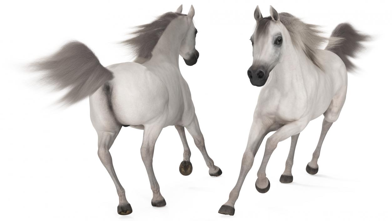 3D Galloping Arabian Horse White Fur model