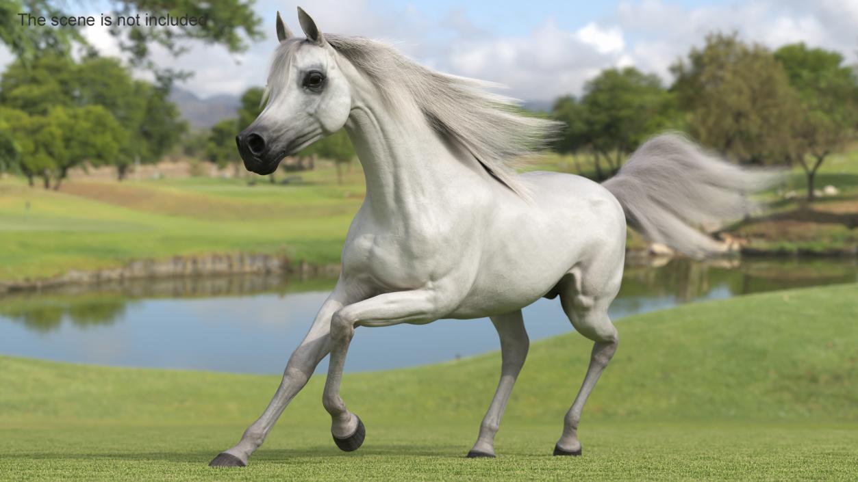 3D Galloping Arabian Horse White Fur model