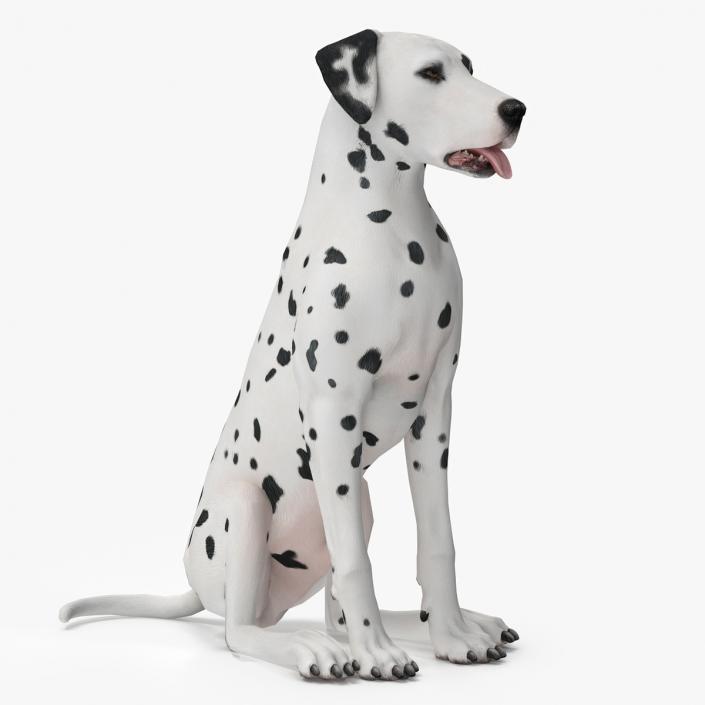 Dalmatian Dog Animated Rigged 3D model