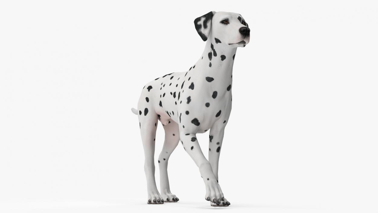 Dalmatian Dog Animated Rigged 3D model