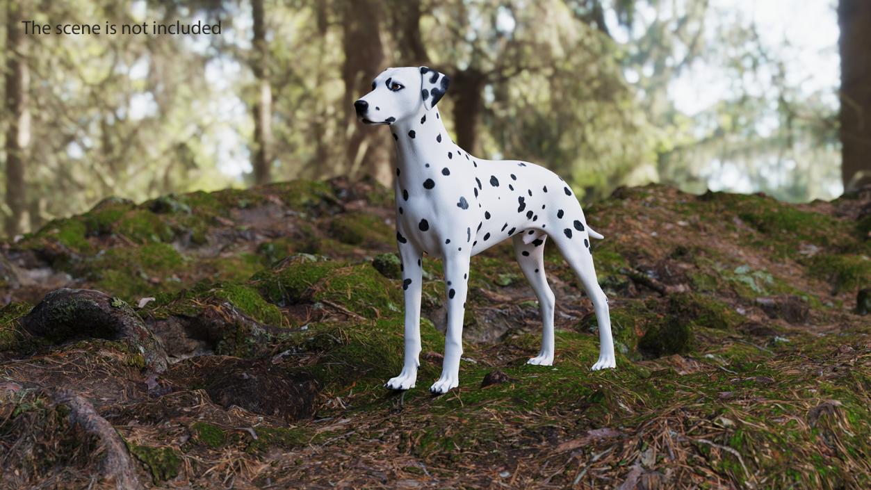 Dalmatian Dog Animated Rigged 3D model