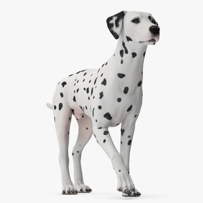 Dalmatian Dog Animated Rigged 3D model