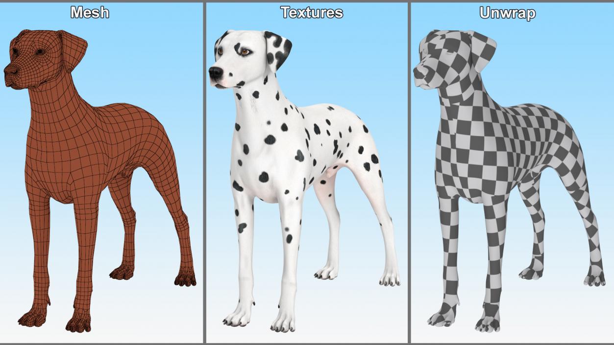 Dalmatian Dog Animated Rigged 3D model