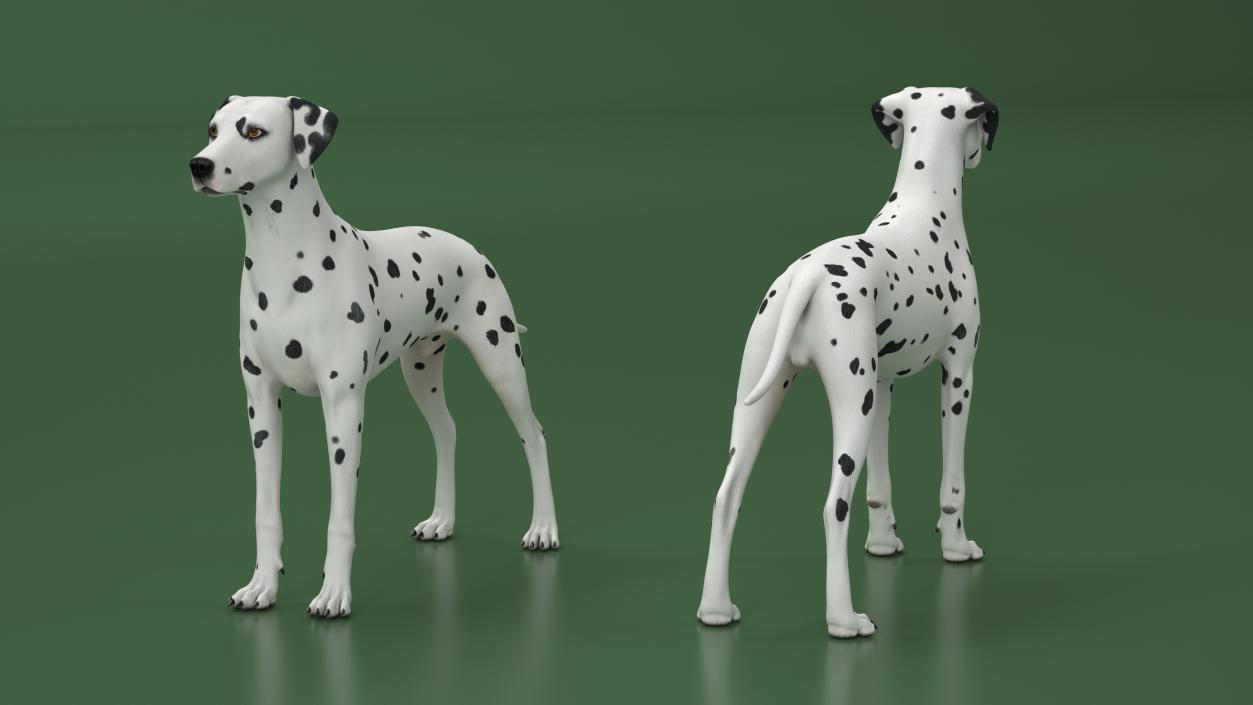 Dalmatian Dog Animated Rigged 3D model