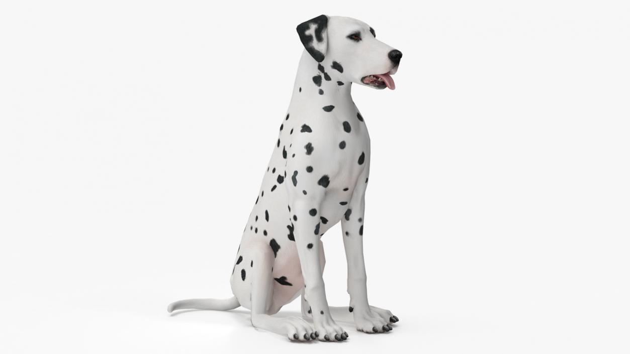 Dalmatian Dog Animated Rigged 3D model