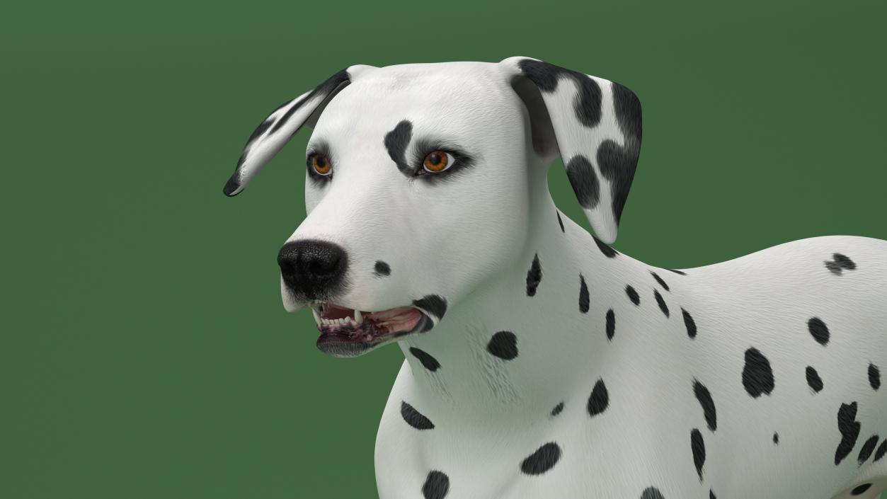 Dalmatian Dog Animated Rigged 3D model