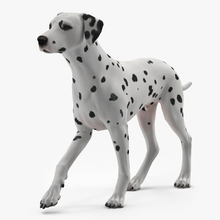 Dalmatian Dog Animated Rigged 3D model