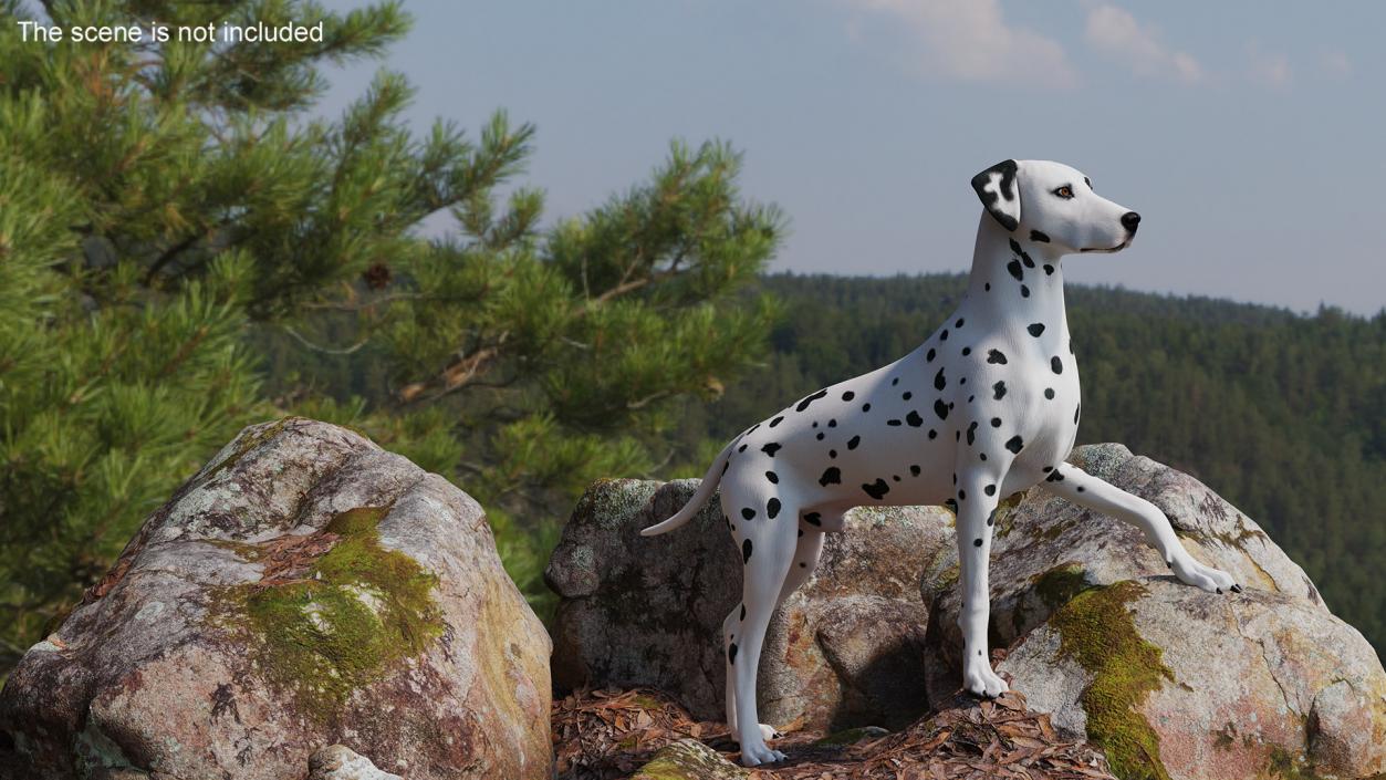 Dalmatian Dog Animated Rigged 3D model