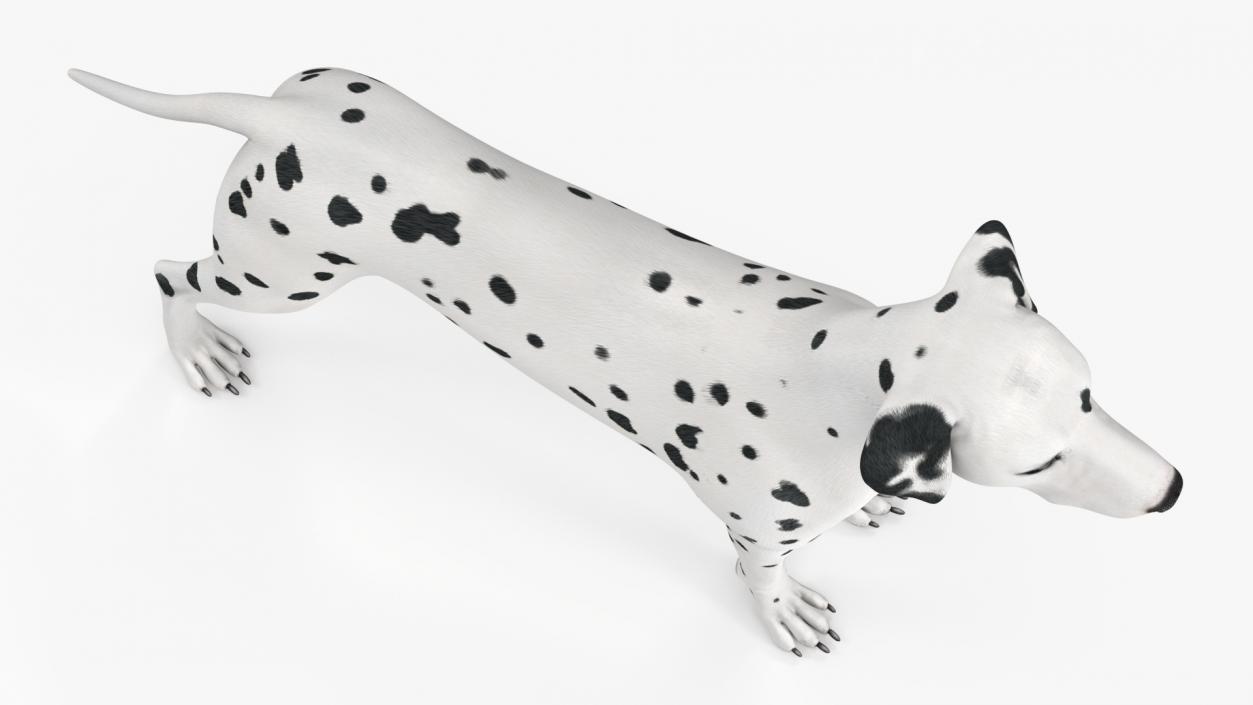 Dalmatian Dog Animated Rigged 3D model