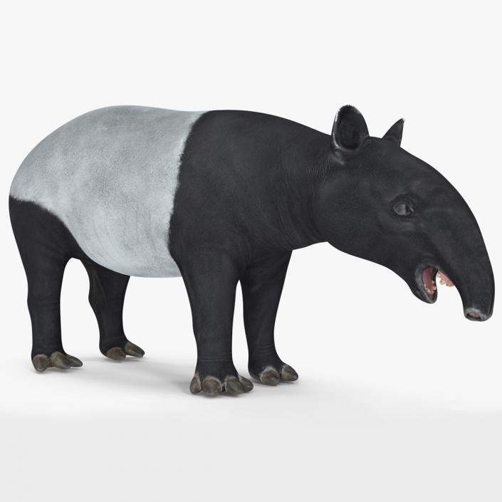 3D Tapir Rigged for Modo