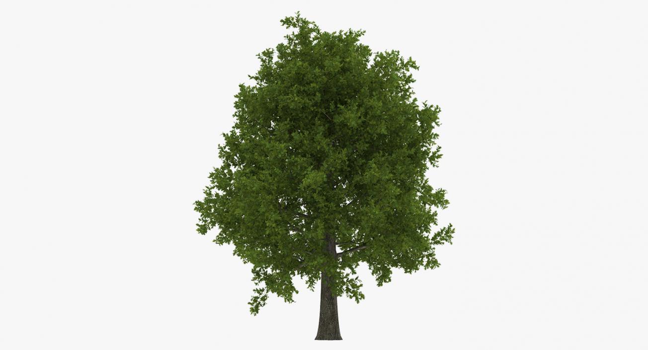 3D model Summer Trees Collection 2