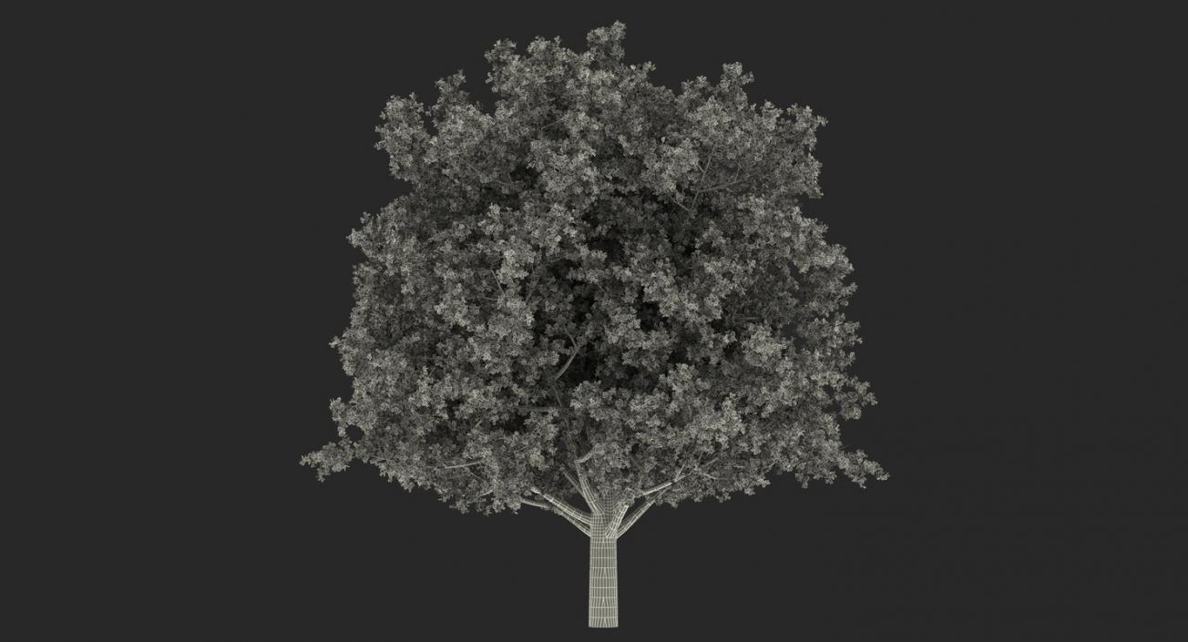 3D model Summer Trees Collection 2