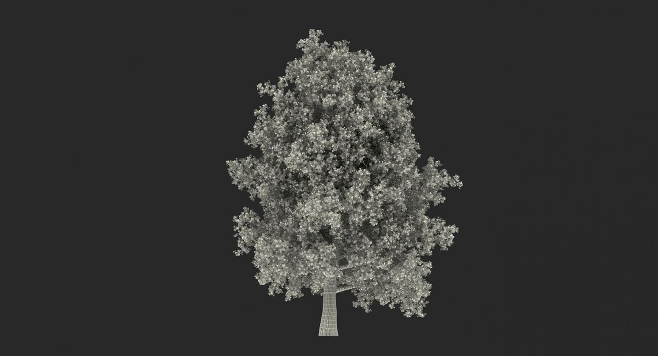 3D model Summer Trees Collection 2