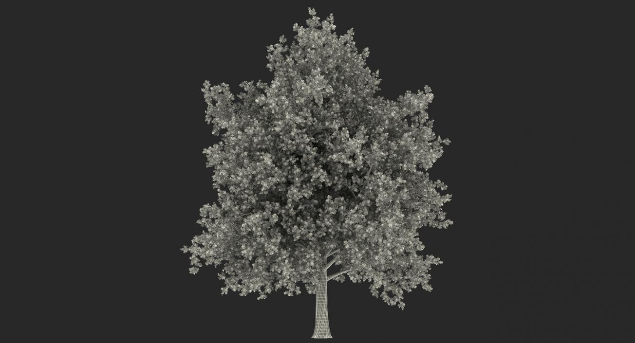 3D model Summer Trees Collection 2