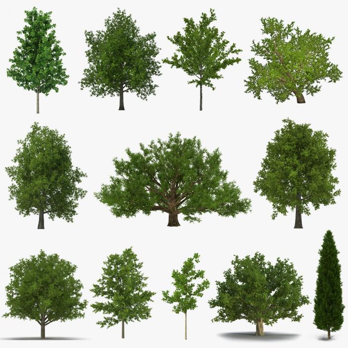 3D model Summer Trees Collection 2