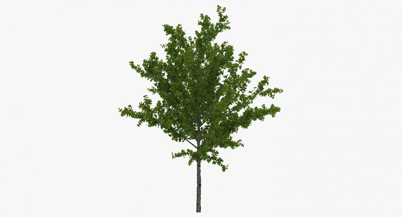 3D model Summer Trees Collection 2