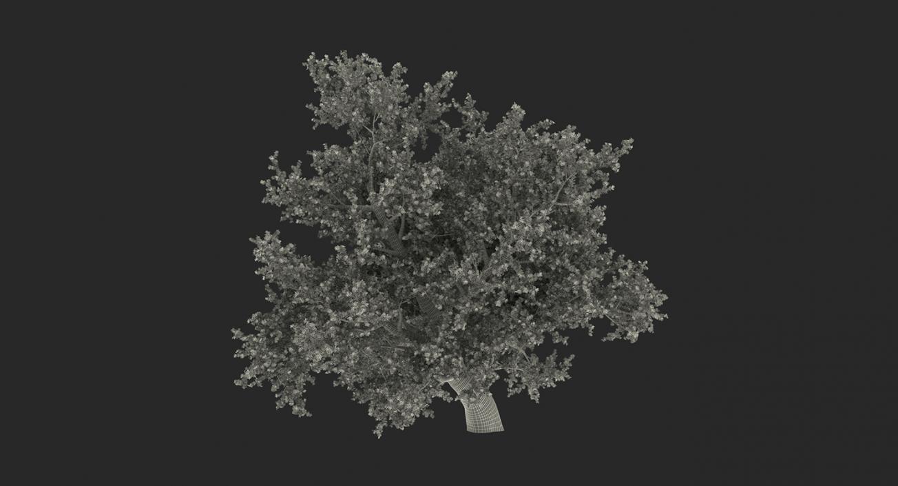 3D model Summer Trees Collection 2