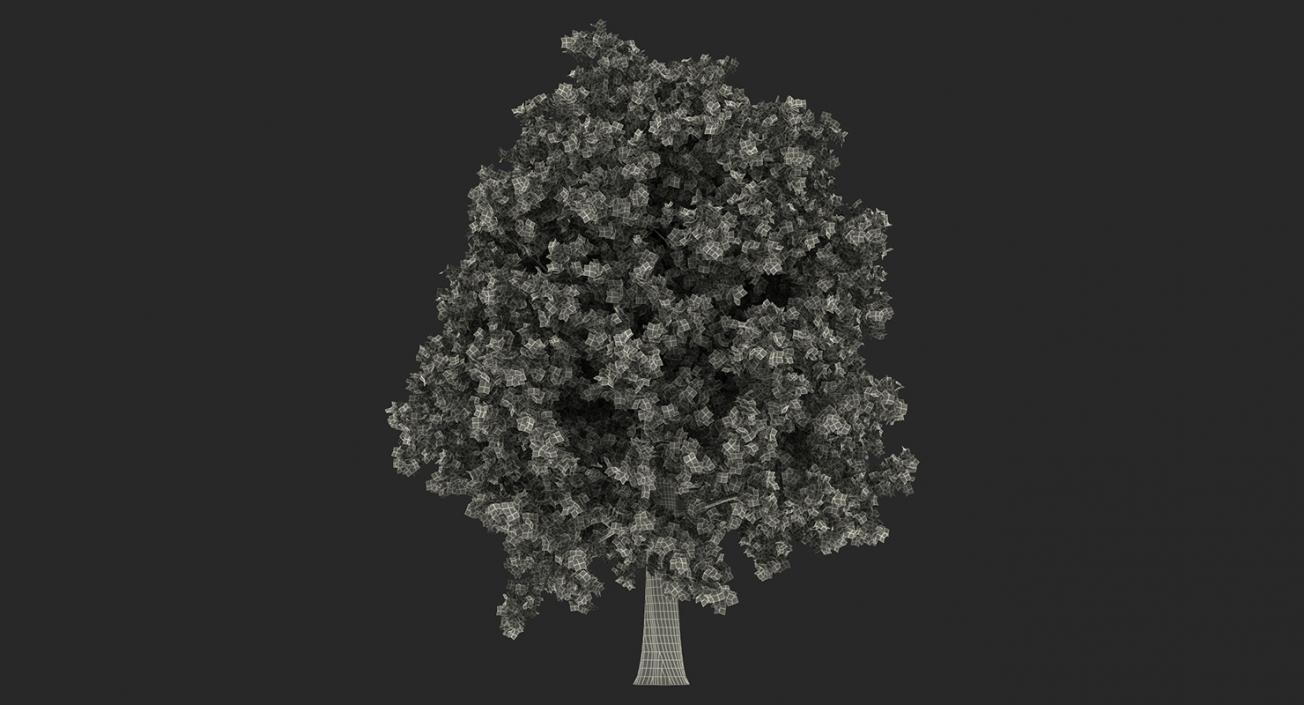 3D model Summer Trees Collection 2