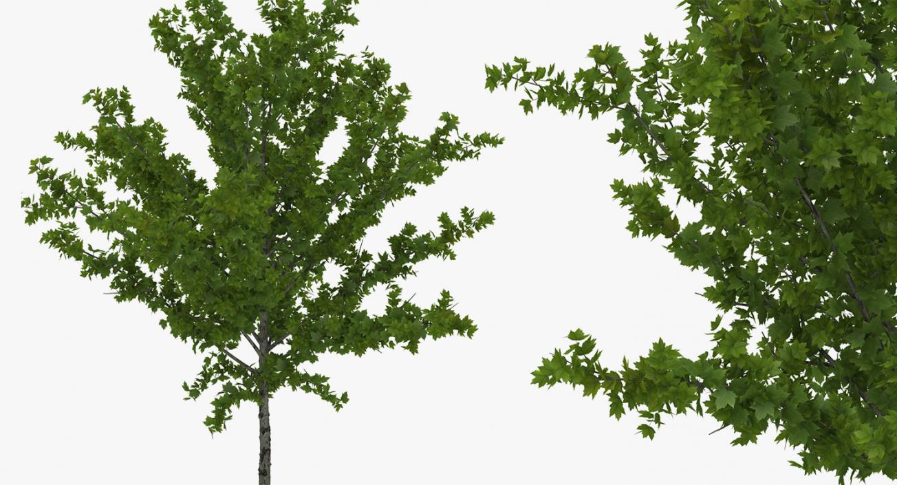 3D model Summer Trees Collection 2