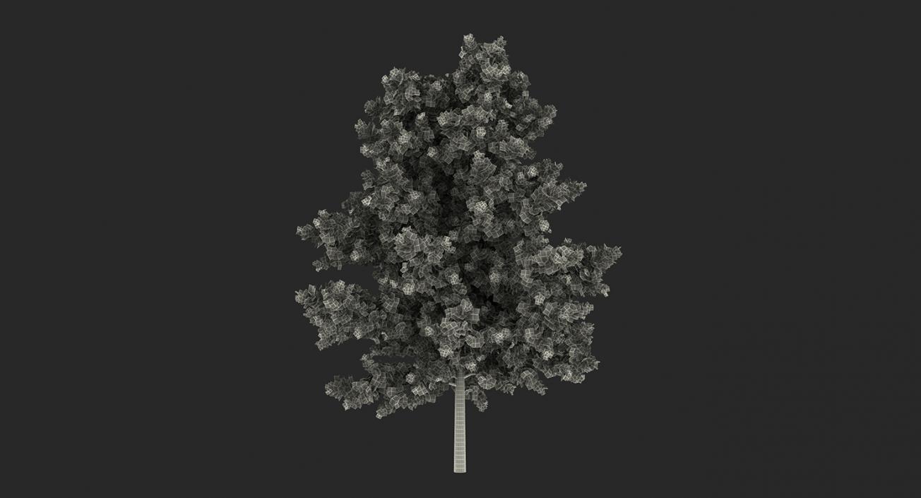 3D model Summer Trees Collection 2