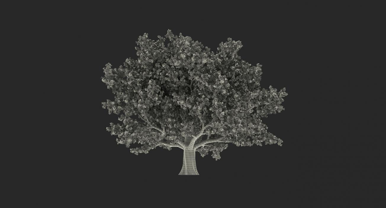 3D model Summer Trees Collection 2