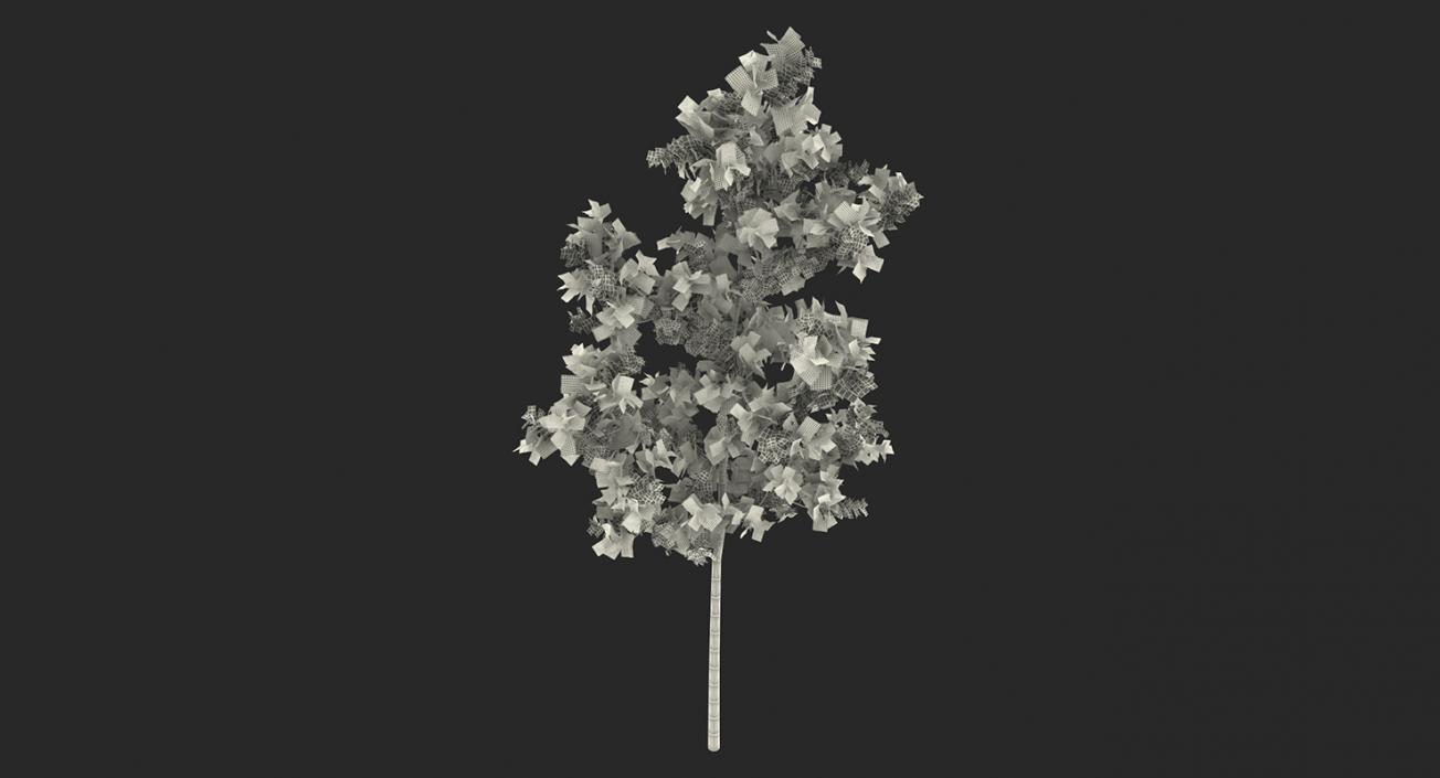 3D model Summer Trees Collection 2