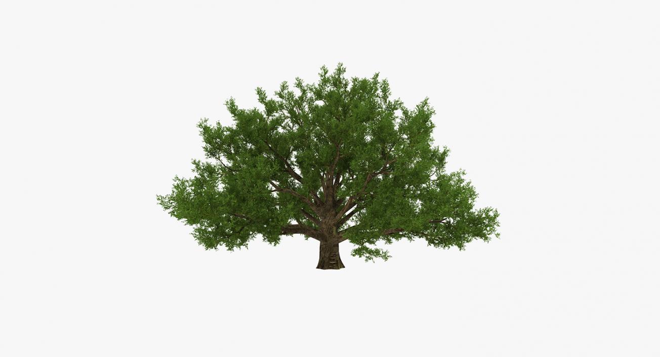 3D model Summer Trees Collection 2