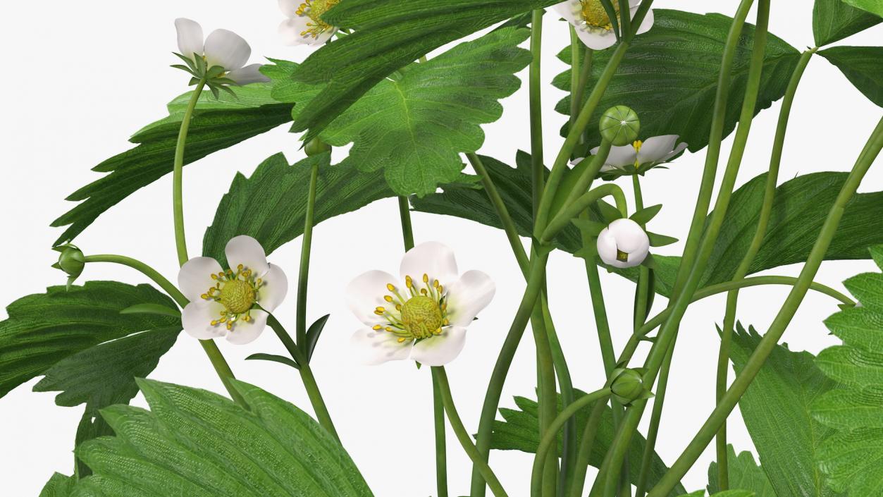 3D model Blooming Strawberry Plant