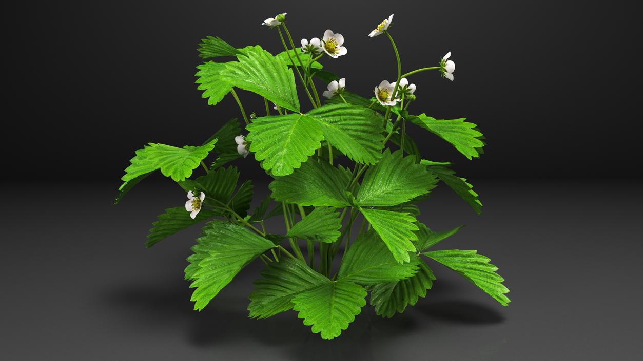 3D model Blooming Strawberry Plant