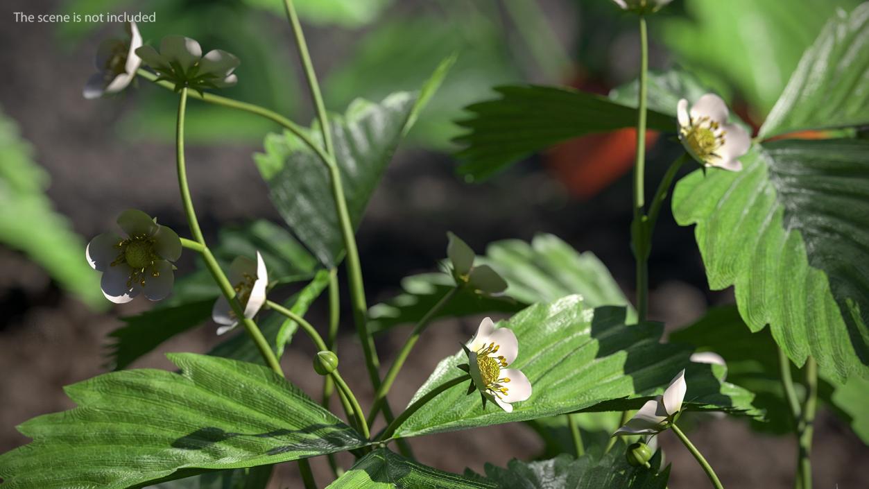 3D model Blooming Strawberry Plant