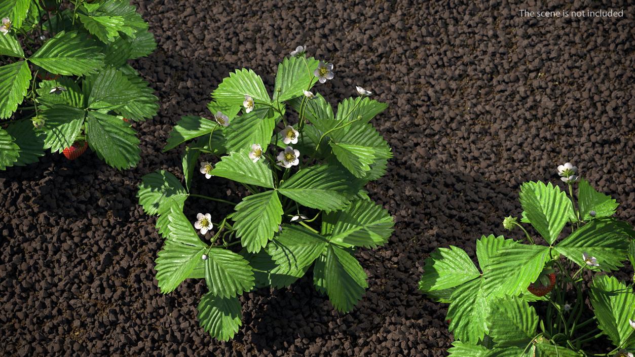 3D model Blooming Strawberry Plant