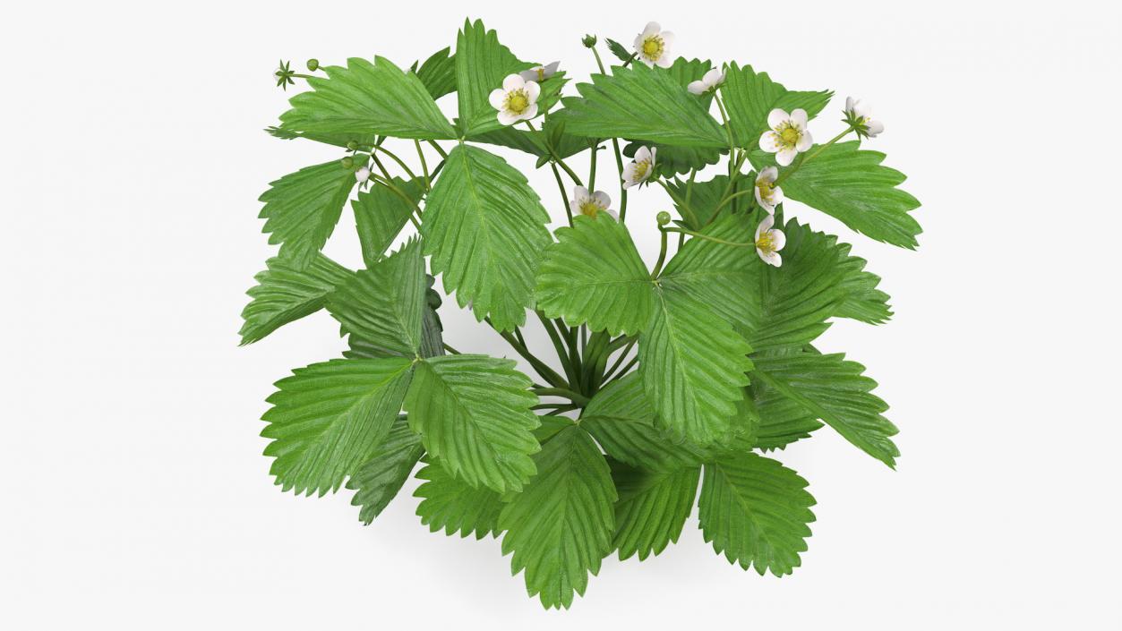 3D model Blooming Strawberry Plant