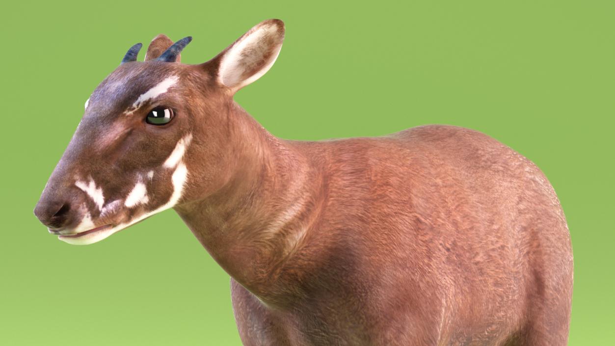 3D Saola Rigged for Maya 3 model