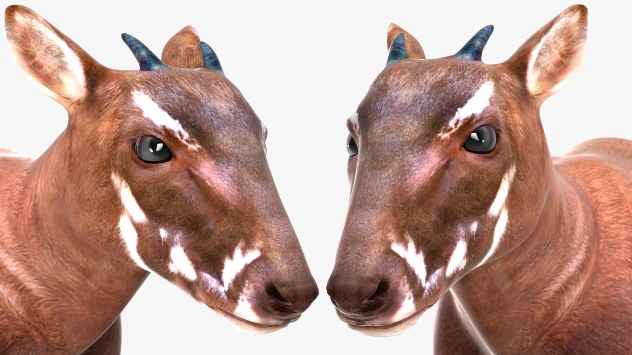 3D Saola Rigged for Maya 3 model