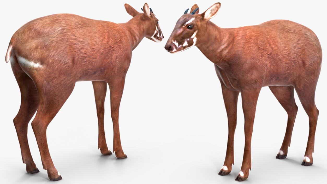 3D Saola Rigged for Maya 3 model