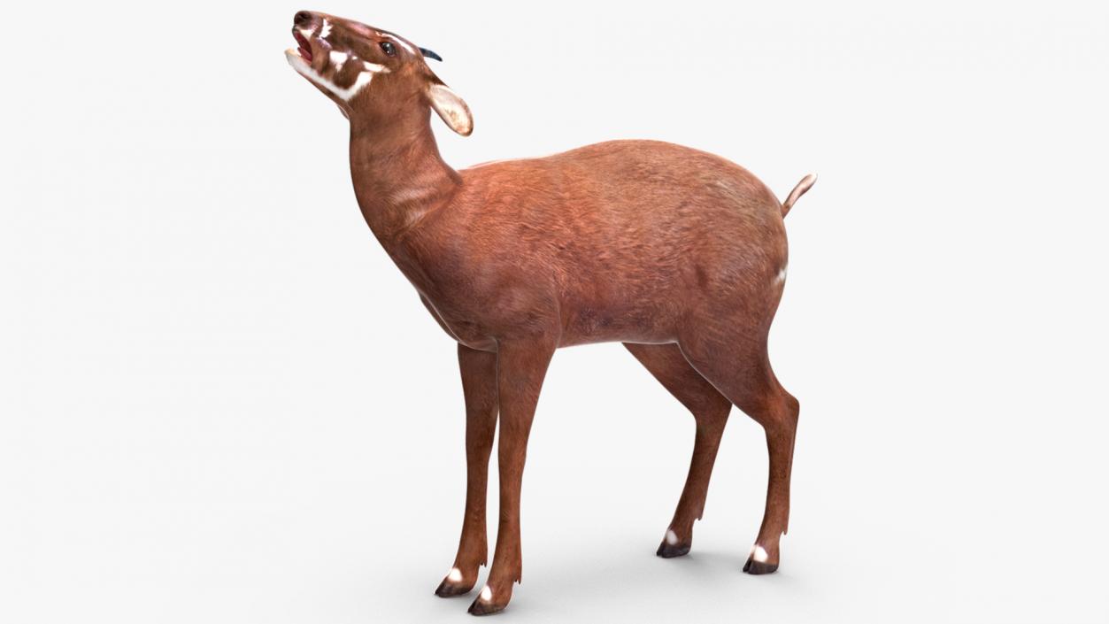 3D Saola Rigged for Maya 3 model